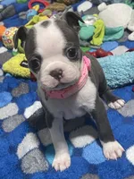 Light pink collar , a female Boston Terrier for sale in Sebring, FL – 7 of 9
