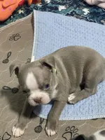 Lime collar , a male Boston Terrier for sale in Sebring, FL – 2 of 8