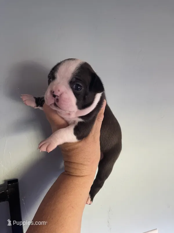 Orange collar  – Boston Terrier puppy for sale in Sebring, FL