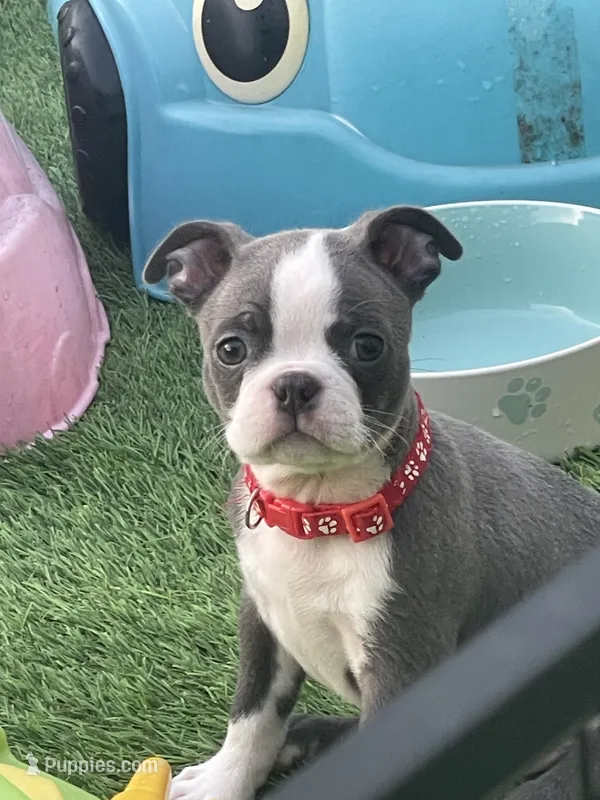 Red collar  – Boston Terrier puppy on hold in Sebring, FL