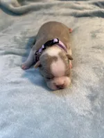 Lavender collar , a female Boston Terrier for sale in Sebring, FL – Photo 2 of 8