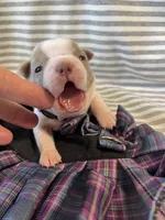 Lavender collar , a female Boston Terrier for sale in Sebring, FL – Photo 1 of 8