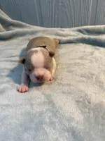 Lavender collar , a female Boston Terrier for sale in Sebring, FL – Photo 5 of 8