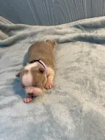 Lavender collar , a female Boston Terrier for sale in Sebring, FL – Photo 6 of 8