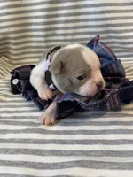 Lavender collar , a female Boston Terrier for sale in Sebring, FL – Photo 8 of 8