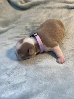 Lavender collar , a female Boston Terrier for sale in Sebring, FL – Photo 3 of 8