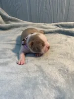 Lavender collar , a female Boston Terrier for sale in Sebring, FL – Photo 4 of 8