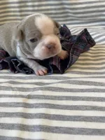 Lavender collar , a female Boston Terrier for sale in Sebring, FL – Photo 7 of 8