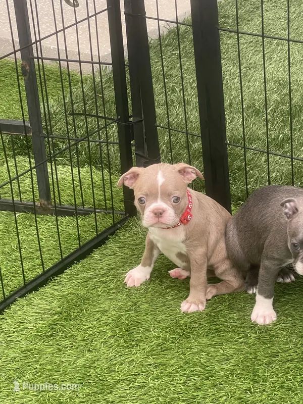 Red collar  – Boston Terrier puppy for sale in Sebring, FL