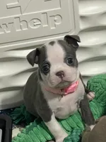 Light pink collar , a female Boston Terrier for sale in Sebring, FL – 5 of 9