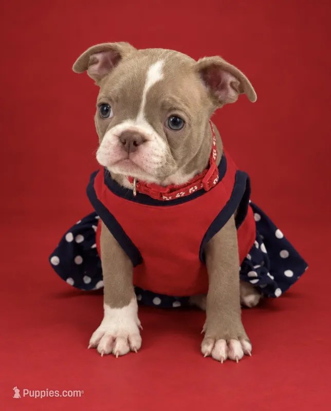 Red collar  – Boston Terrier puppy for sale in Sebring, FL