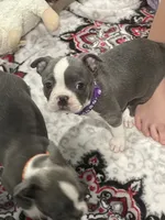 Purple collar , a female Boston Terrier for sale in Sebring, FL – 4 of 6