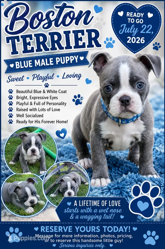 Light blue collar  – Boston Terrier puppy for sale in Sebring, FL