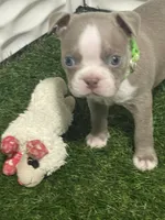 Lime collar , a male Boston Terrier for sale in Sebring, FL – 3 of 8
