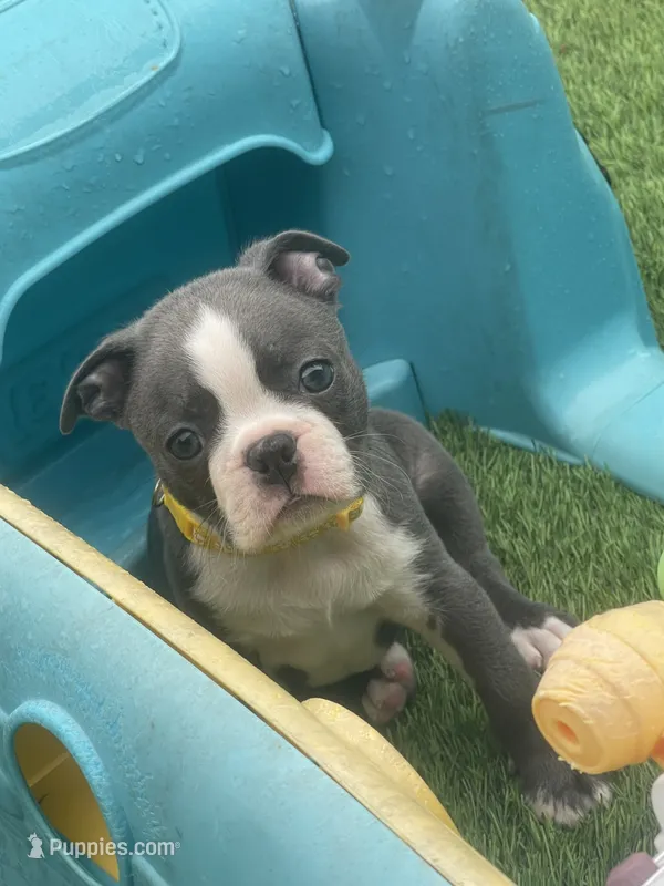 Yellow collar  – Boston Terrier puppy for sale in Sebring, FL