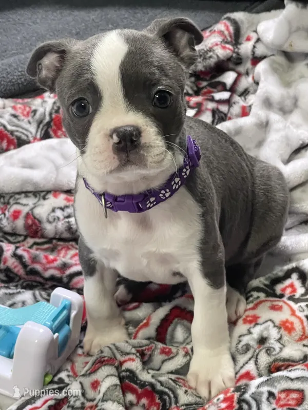 Purple collar  – Boston Terrier puppy for sale in Sebring, FL