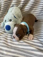 Light blue collar , a male Boston Terrier for sale in Sebring, FL – Photo 1 of 5