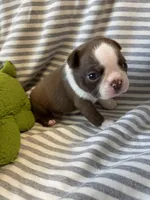 Light blue collar , a male Boston Terrier for sale in Sebring, FL – Photo 2 of 5