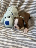 Light blue collar , a male Boston Terrier for sale in Sebring, FL – Photo 3 of 5