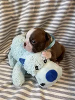 Light blue collar , a male Boston Terrier for sale in Sebring, FL – Photo 5 of 5