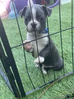 Blue collar , a male Boston Terrier for sale in Sebring, FL – 3 of 4