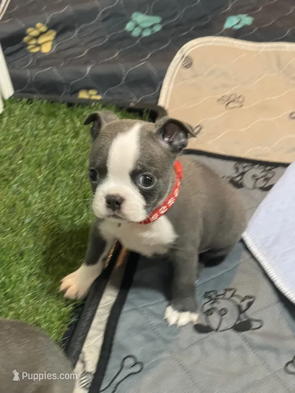 Red collar  – Boston Terrier puppy for sale in Sebring, FL
