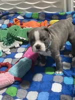 Light blue collar , a male Boston Terrier for sale in Sebring, FL – 4 of 9
