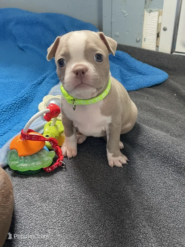 Lime green  – Boston Terrier puppy for sale in Sebring, FL