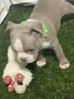 Lime collar , a male Boston Terrier for sale in Sebring, FL – 4 of 8