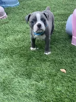 Light blue collar , a male Boston Terrier for sale in Sebring, FL – 3 of 3