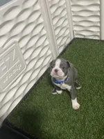 Dark blue collar , a male Boston Terrier for sale in Sebring, FL – 4 of 7