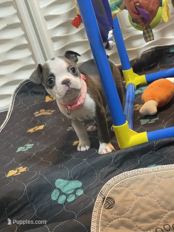 Light pink collar  – Boston Terrier puppy for sale in Sebring, FL