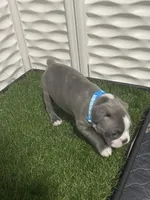 Light blue collar , a male Boston Terrier for sale in Sebring, FL – 5 of 9