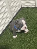 Dark blue collar , a male Boston Terrier for sale in Sebring, FL – 5 of 7
