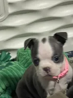 Light pink collar , a female Boston Terrier for sale in Sebring, FL – 3 of 9