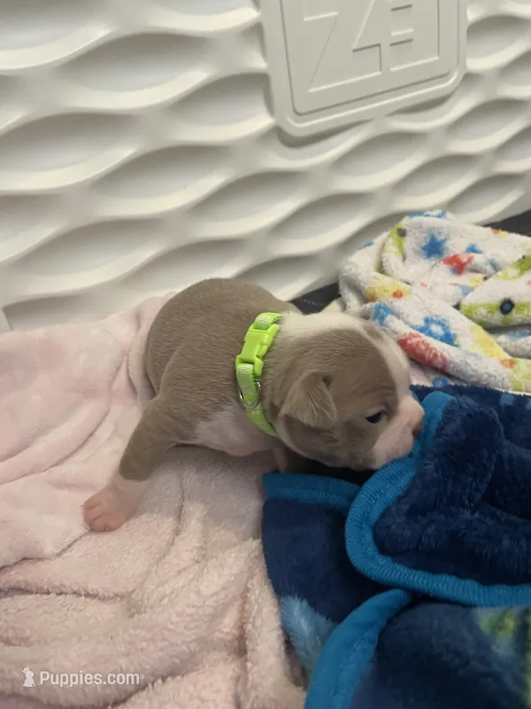 Lime green  – Boston Terrier puppy for sale in Sebring, FL