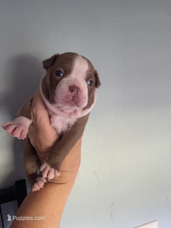 Green collar  – Boston Terrier puppy for sale in Sebring, FL