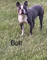 Bolt , a male Boston Terrier for sale in Sebring, FL – 3 of 4