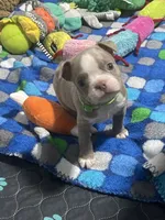 Lime collar , a male Boston Terrier for sale in Sebring, FL – 5 of 8