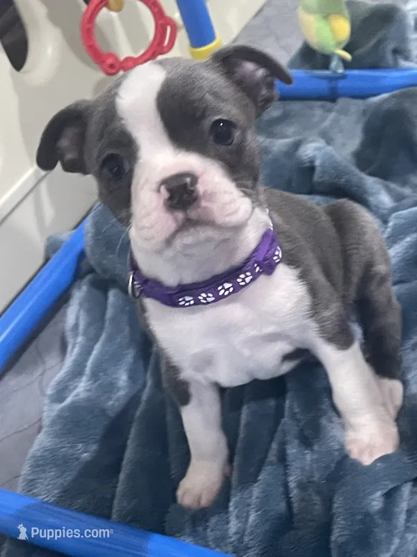 Purple collar  – Boston Terrier puppy for sale in Sebring, FL