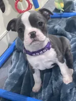 Purple collar , a female Boston Terrier for sale in Sebring, FL – 1 of 6