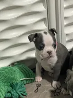 Light pink collar , a female Boston Terrier for sale in Sebring, FL – 2 of 9
