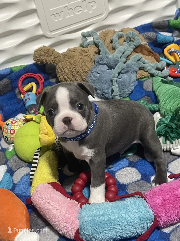 Dark blue collar  – Boston Terrier puppy for sale in Sebring, FL