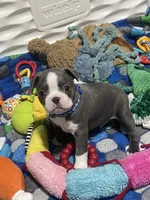 Dark blue collar , a male Boston Terrier for sale in Sebring, FL – 3 of 7