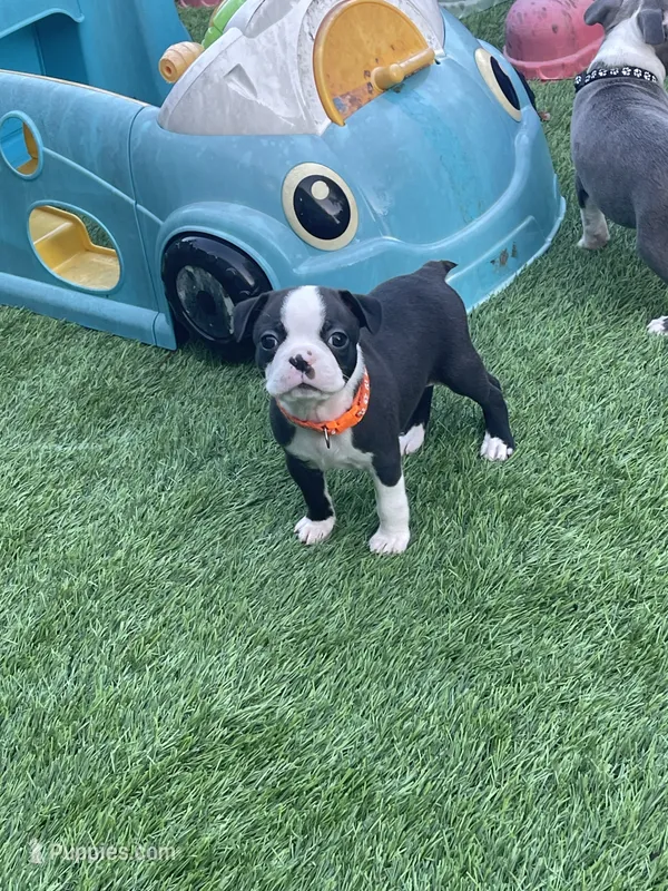 Orange collar  – Boston Terrier puppy for sale in Sebring, FL