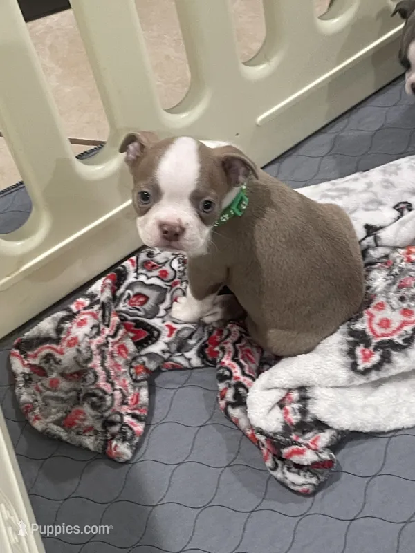 Green collar – Boston Terrier puppy for sale in Sebring, FL