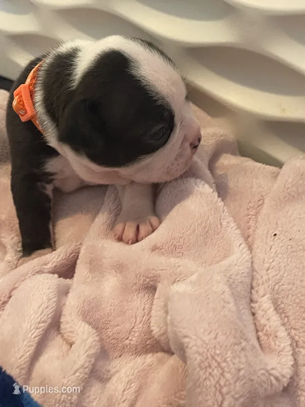 Orange collar  – Boston Terrier puppy for sale in Sebring, FL
