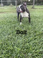 Bolt , a male Boston Terrier for sale in Sebring, FL – 4 of 4
