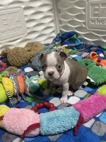 Dark pink collar , a female Boston Terrier for sale in Sebring, FL – 4 of 5