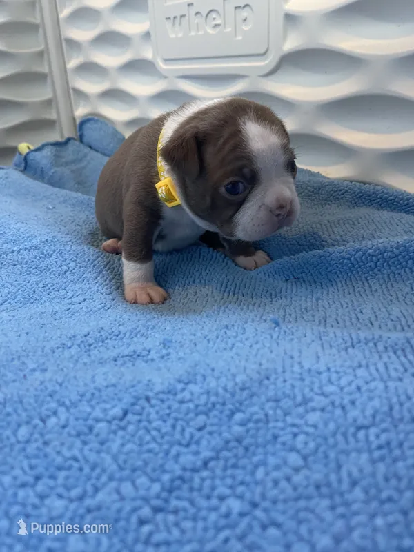 Yellow  – Boston Terrier puppy for sale in Sebring, FL